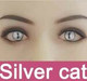 Silver cat (Required)